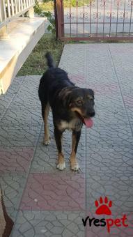 Ράτσα: Λαμπραντόρ - Labrador | Ηλικία: 1 έτους | Φύλο: Θηλυκό | Αρ. Microchip: - | Ημίαιμο | Περιοχή: Αλεξάνδρεια, Μακεδονία